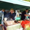 Kartoffel_2013_9