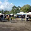 Kartoffel_2017_14